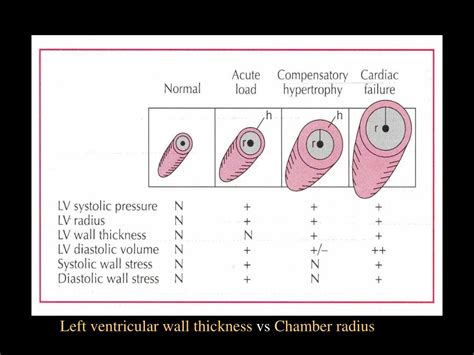 lv wal|increased Lv wall thickness.